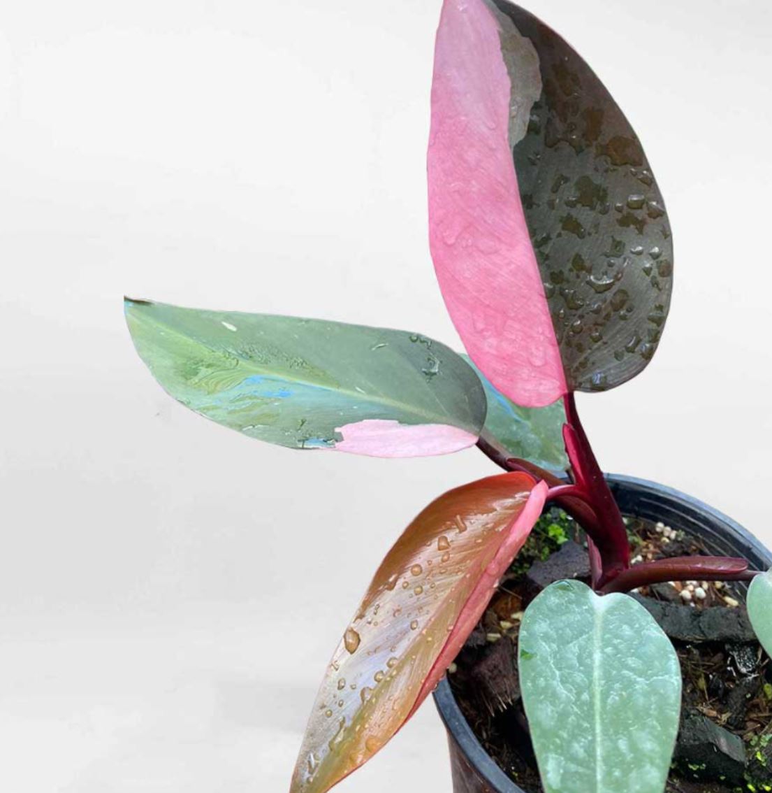 Đặc điểm của cây Công Chúa Hồng